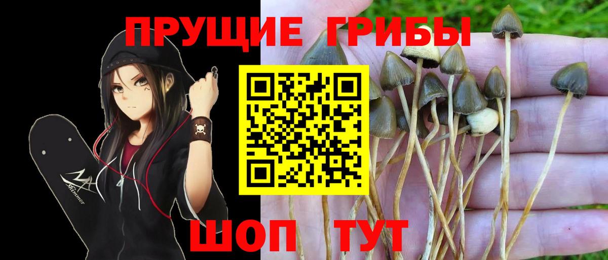 Псилоцибиновые грибы мухоморы Тамбов